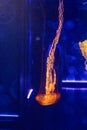 Jellyfish with neon glow light effect in London aquarium Royalty Free Stock Photo