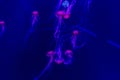 Jellyfish with neon glow light effect in London aquarium Royalty Free Stock Photo