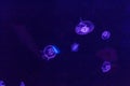 Jellyfish with neon glow light effect in London aquarium Royalty Free Stock Photo