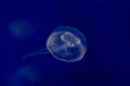 A jellyfish is free in the ocean Royalty Free Stock Photo