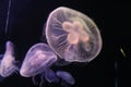 Jellyfish Ocean Aquarium Sentosa island Singapore Royalty Free Stock Photo