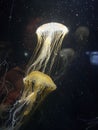 Jellyfish ocean glowing long Royalty Free Stock Photo