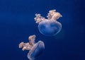 Jellyfish in Oceanografic - Valencia, Spain Royalty Free Stock Photo