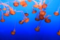 Jellyfish orange on blue background