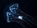 Jellyfish with passengers