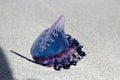 Jellyfish or Physalia physalis Royalty Free Stock Photo