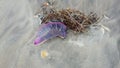 Jellyfish Physalia physalis in the sand Royalty Free Stock Photo