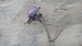 Jellyfish Physalia physalis in the sand Royalty Free Stock Photo