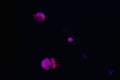 Jellyfish in pink and blue neon lights on dark background. Galaxy  space background Royalty Free Stock Photo