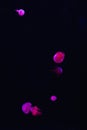 Jellyfish in pink and blue neon lights on dark background. Galaxy space  background Royalty Free Stock Photo