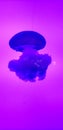 Jellyfish pink blue pastel