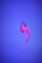 Jellyfish Pink Blue