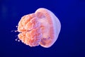 Jellyfish Royalty Free Stock Photo