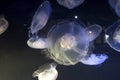 Jellyfish in Point Defiance Zoo and Aquarium Royalty Free Stock Photo