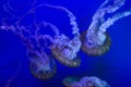 Jellyfish in Point Defiance Zoo and Aquarium Royalty Free Stock Photo