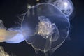 Jellyfish in Point Defiance Zoo and Aquarium Royalty Free Stock Photo