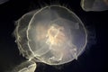 Jellyfish in Point Defiance Zoo and Aquarium Royalty Free Stock Photo