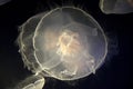 Jellyfish in Point Defiance Zoo and Aquarium