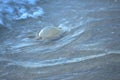 Jellyfish are poisonous marine creatures