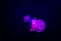 Jellyfish in purple light