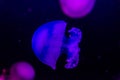 Jellyfish in purple light