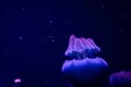 Jellyfish in purple light