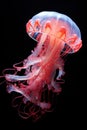 a jellyfish with red tentacles Royalty Free Stock Photo