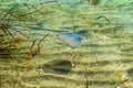 Jellyfish Rhizostomae and dry grass float in the water of the Black Sea. Blue medusa in dirty transparent water on the background Royalty Free Stock Photo