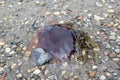 Jellyfish On Rocky Beach In Newfoundland Canada