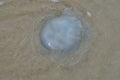 jellyfish on the sand Royalty Free Stock Photo