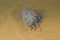 Jellyfish in the Sand: A Surreal Encounter