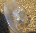 Jellyfish in sea Royalty Free Stock Photo