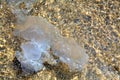 Jellyfish in sea Royalty Free Stock Photo