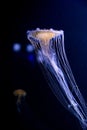 Jellyfish in the sea Royalty Free Stock Photo