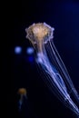 Jellyfish in the sea Royalty Free Stock Photo