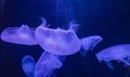 Jellyfish or sea jellies as seen in Henry Doorly Zoo