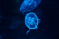 Moon Jellies a type of jelly fish commonly found in Gulf of Mexico Royalty Free Stock Photo