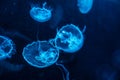 Moon Jellies a type of jelly fish commonly found in Gulf of Mexico Royalty Free Stock Photo