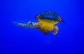 Pacific sea nettle Jellyfish closeup Royalty Free Stock Photo