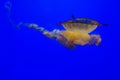 Pacific sea nettle Jellyfish closeup