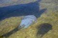 Jellyfish in the sea. Marine life. Jellyfish under water surface. Blue medusa in water. Wildlife concept. Marine creature.