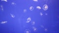 Jellyfish sea moon Bioluminescence floating underwater