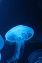 Jellyfishsea sea moon Bioluminescence floating underwater
