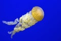 Jellyfish / sea nettle Royalty Free Stock Photo