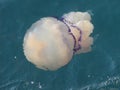 Jellyfish in sea Royalty Free Stock Photo