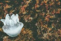 Jellyfish sea underwater natural view harmony relaxing Royalty Free Stock Photo