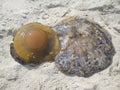 Jellyfish on seasand Royalty Free Stock Photo