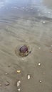 Jellyfish on the seashore of the Adriatic coast in Italy