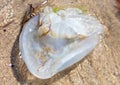 Jellyfish on the seashore. Close-up