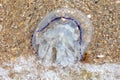 Jellyfish on the seashore. Close-up